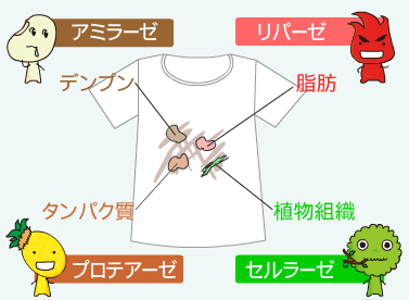 酵素の分解洗浄剤