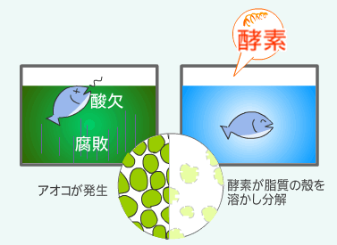 酵素でアオコを分解